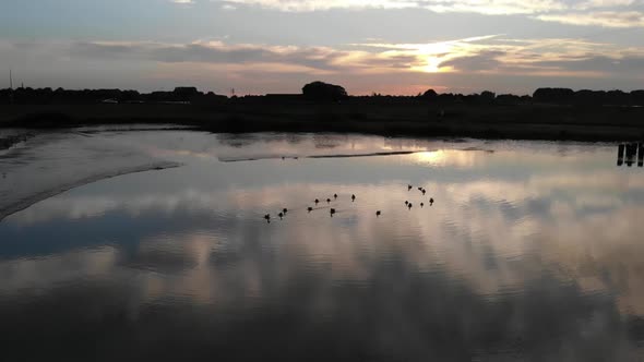 gooses swiming away during sunset alt