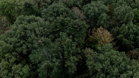 Drone Flight Over Lush Green Tree