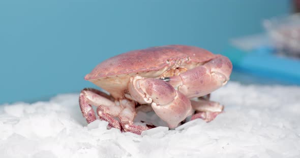 Crab Moves His Pincers And Claws With Blue Background