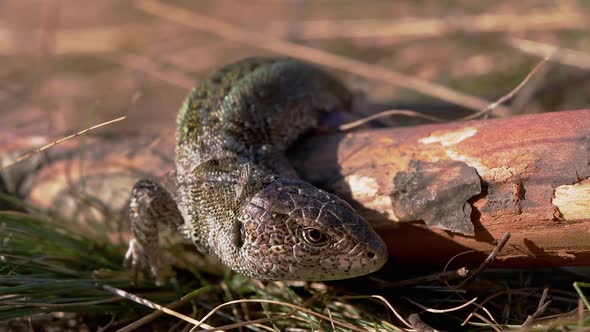 European Green Lizard Sits on a Log in a Deciduous Forest alt