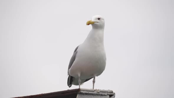 Sea Gull on the Background of the Cloudy Sky