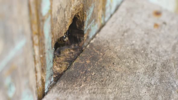 Honey Bees Fly Into a Hole in the Hive and Carry Collected Pollen. Make Honey alt