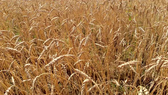Wheat Stems of Yellow Colour with Ripe Ears Waved By Wind