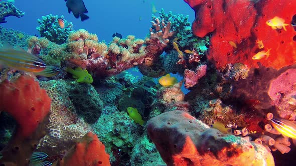 Colorful Tropical Coral, Stock Footage | VideoHive