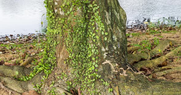 Time lapse on an old overgrown tree that is standing close to the lake