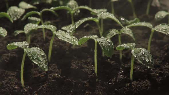 Drops of Water on the Leaves of Cucumber Seedlings alt