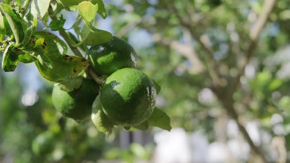 Close Up of Green lemons on the tree