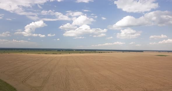 Camera Flight Over a Wheat Field on a Sunny Summer Day