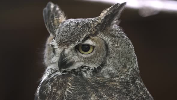 Great Horned Owl - Bubo virginianus