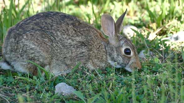 Hare On Grass