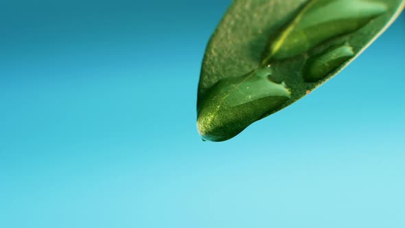 Macro Shot Of A Drop Of Water On A Green Petal On A Blue Background. Morning Dew On Foliage.