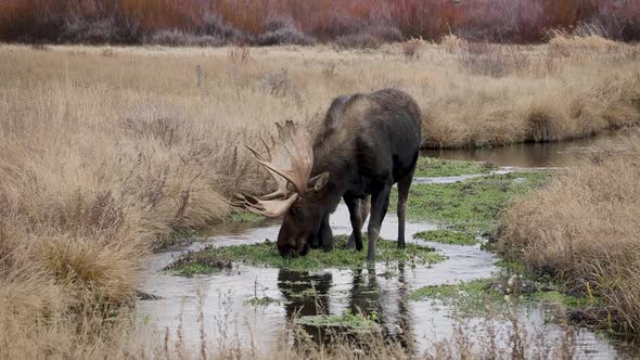 Moose in the Grand Tetons
