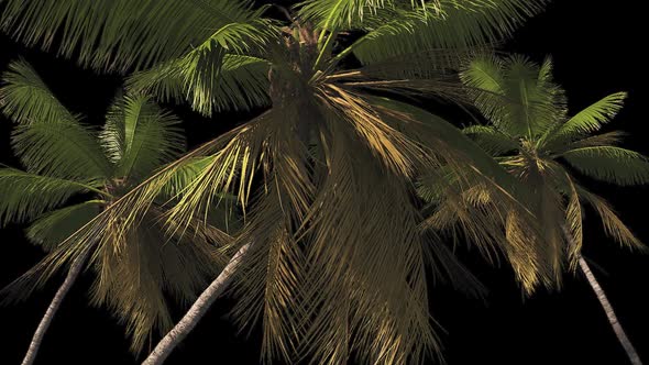 A set of tropical palms on a transparent background with an alpha channel.