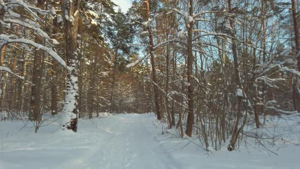 Beautiful Winter Forest at Sunny Day