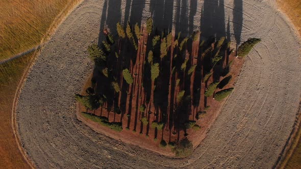 Aerial shot of cypress trees located on a hill and represent naturalistic landscape of Val d'orcia , alt