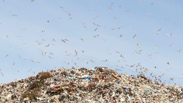 Many Birds Fly Over the Landfill