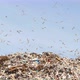 Many Birds Fly Over the Landfill - VideoHive Item for Sale