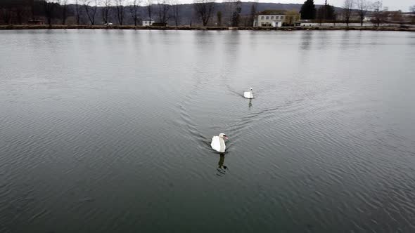 Swan Swimming on Lake Evening Pond