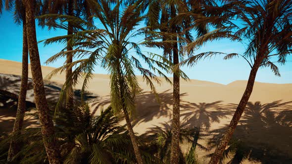 Oasis at the Moroccan Desert Dunes alt