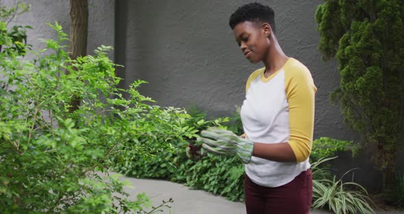 African american woman wearing gardening gloves cutting leaves of plants in the garden alt