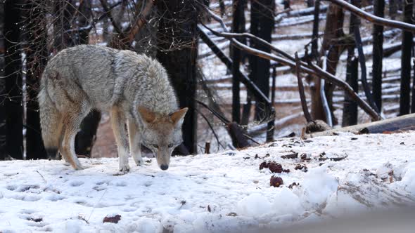 Wild Wolf Coyote or Coywolf Winter Snowy Fores California Wildlife Fauna USA alt