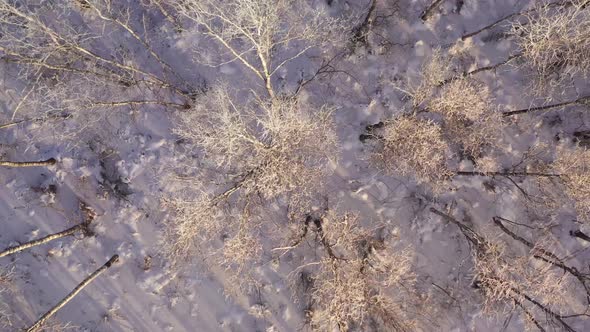 Flight above winter forest with snow covered trees.