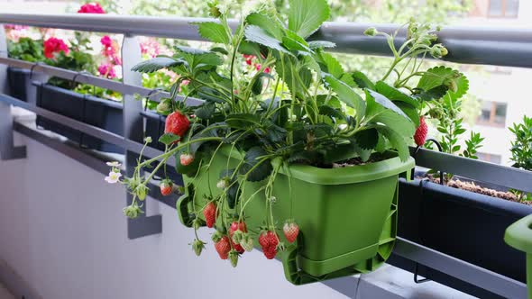 Ripe Juicy Strawberries Grow in Pots on the Balcony alt