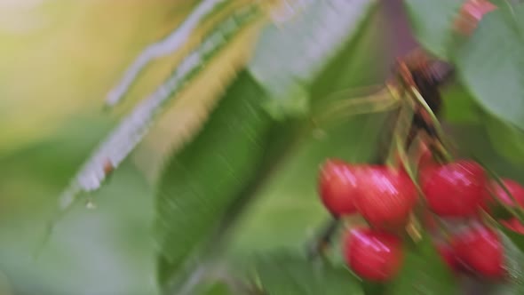 Closeup of a Caucasian Male Hands Picking Ripe Wild Cherries in Summer Garden alt