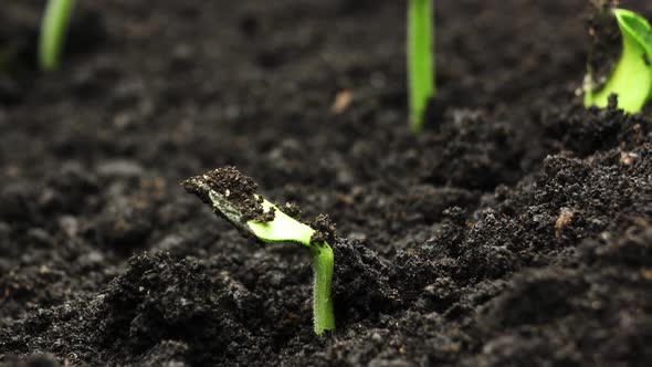 Plant Growing in Timelapse, Sprouts Germination, Green Pumpkin Seeds, Spring and Summer Agriculture alt