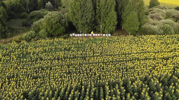 Beehive Box Farm Surrounded By Green Forest alt