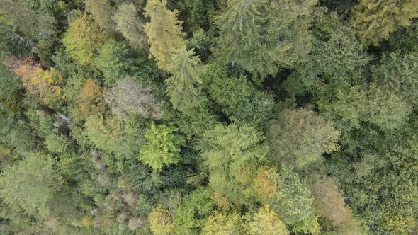 Trees in the Mountains Slow Motion. Aerial View of the Carpathian Mountains in Autumn. Ukraine alt