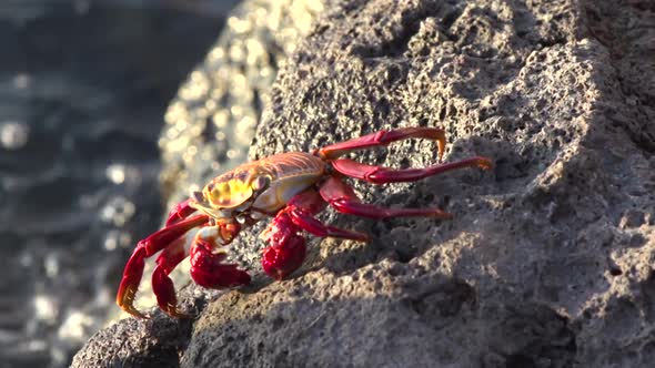 Red Rock Crabs at the rocks  alt