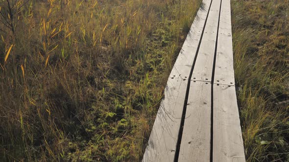 The Long Wooden Trails in the Nature Reserve Forest