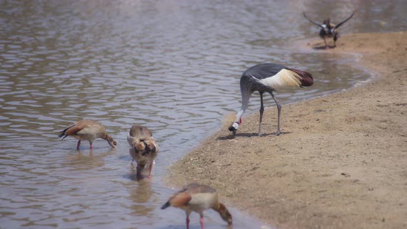 Crowned crane eating next to a lake