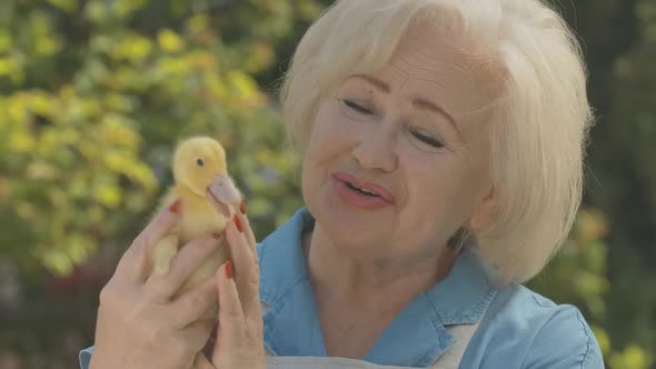 Close-up Portrait of Cheerful Caucasian Senior Woman Caressing Duckling and Laughing. Positive Blond alt
