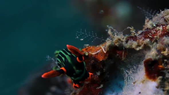 A beautiful coloured Nudibranch sea sluging about in the ocean current while searching for food alt