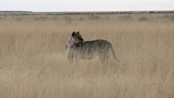 Lion Holding Plastic Bottle in His Mouth in Savanna Etosha Namibia alt