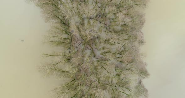 Aerial view of forest in high water in the river Waal, Gelderland, Netherlands. alt