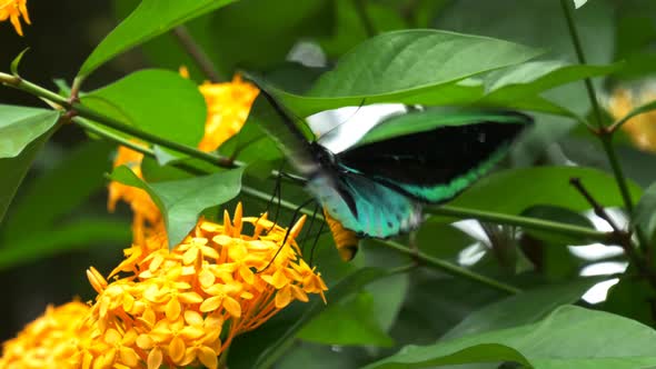 male green priamus birdwing butterfly alt