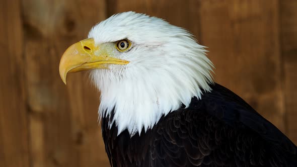 Portrait of a bald eagle (Haliaeetus leucocephalus) staring into the distance	