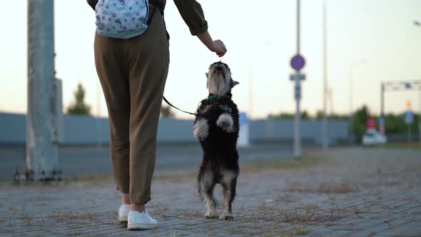 Zwergschnauzer Walks on Its Hind Legs with a Trainer alt