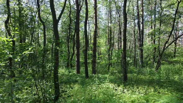 Beautiful Green Forest on a Summer Day Slow Motion alt