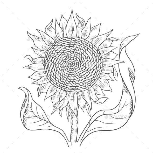 Hand drawn garden sunflower. Doodle sketch style. Drawing line simple  sunflower. Isolated vector illustration Stock Vector Image & Art - Alamy