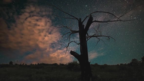 A Silhouette Tree on the Background of the Starry Sky and Galaxy