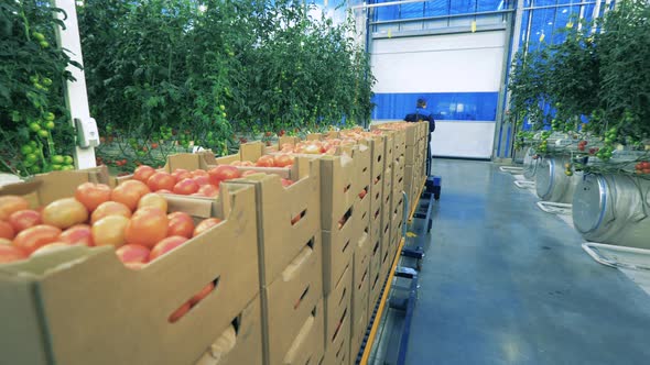 Boxes with Tomatoes Are Getting Driven Away From the Greenery alt