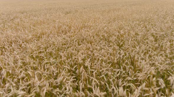 4K UHD aerial drone footage, overflying a wheat field.