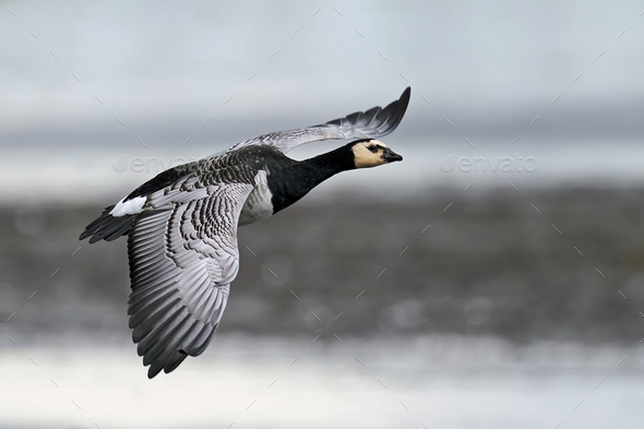 Barnacle goose (Branta leucopsis) - Stock Photo - Images