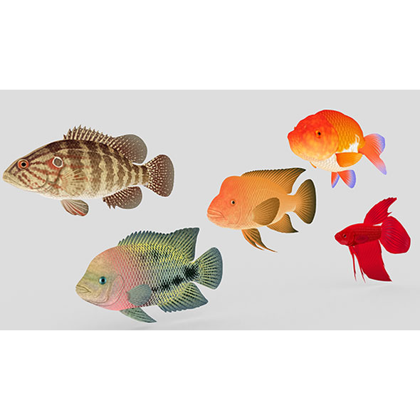 Fish Collection 01 - 3Docean 29152217