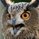Eagle Owl Hoot