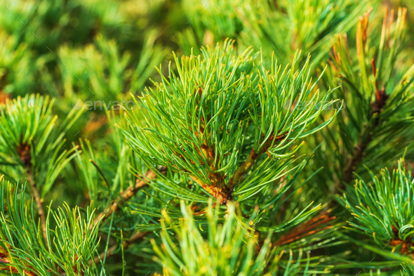 Close-Up View of Needles Shrub Siberian Stone Pine Pinus Pumila Stock ...